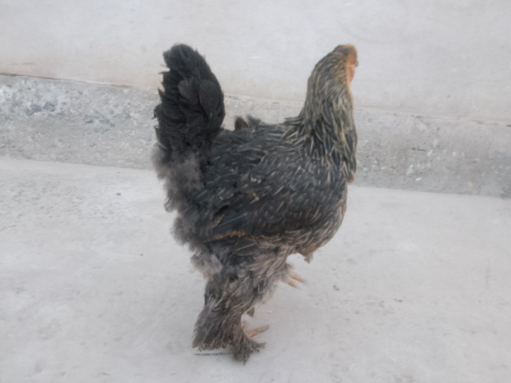 Brama tovuqlar sotiladi  2-3 kg