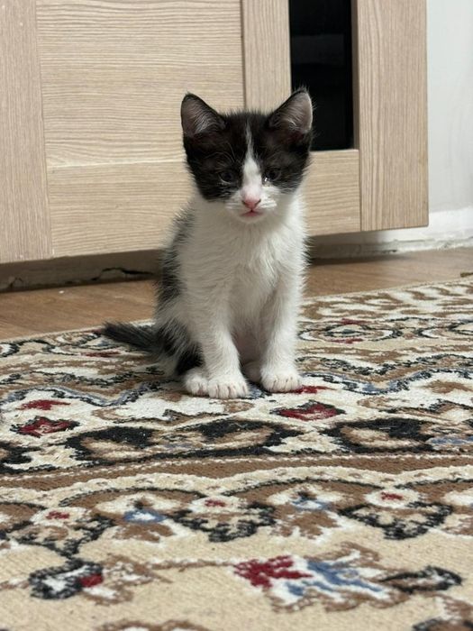 Отдам котят в хорошие руки