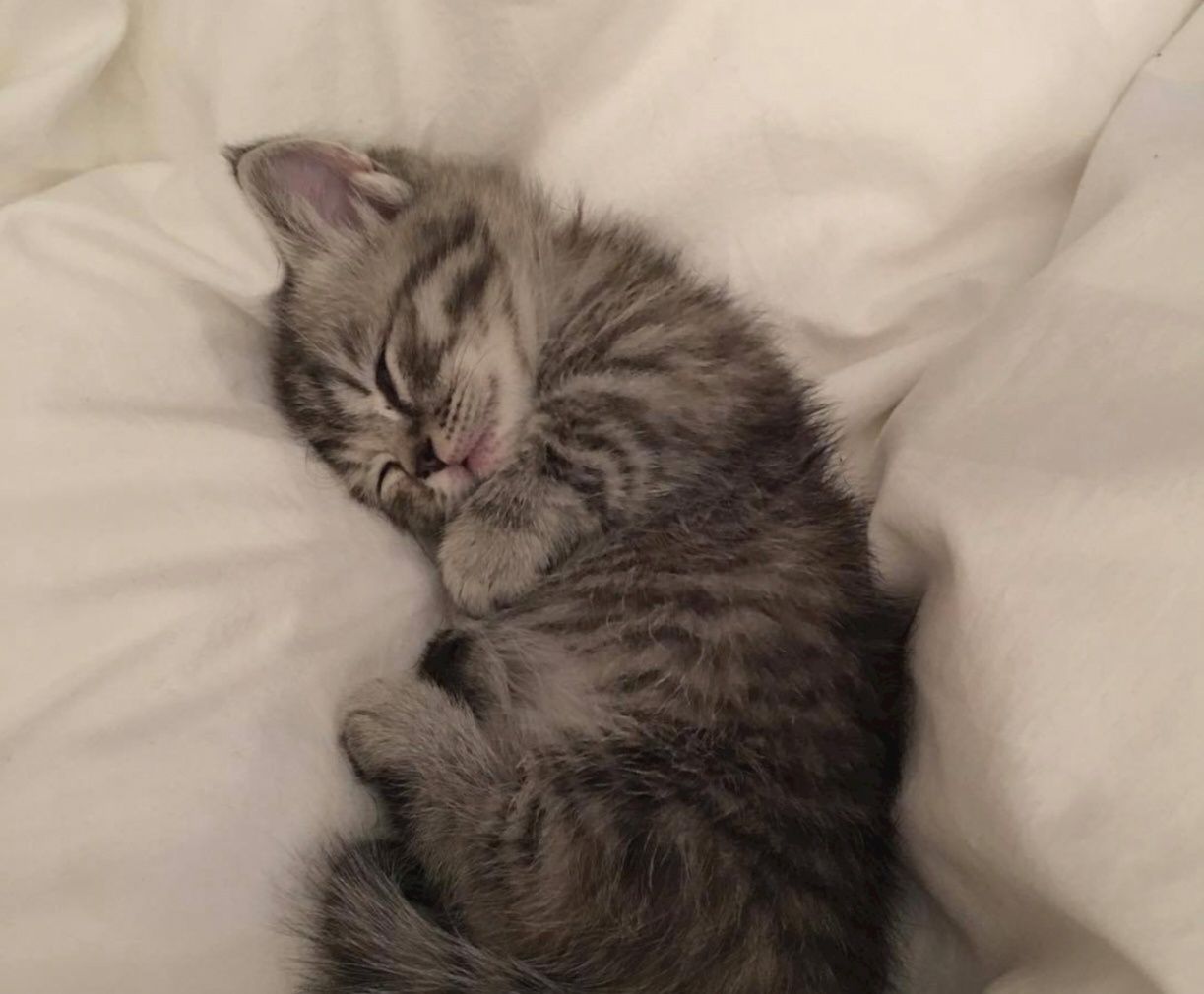 Котята, отдам даром