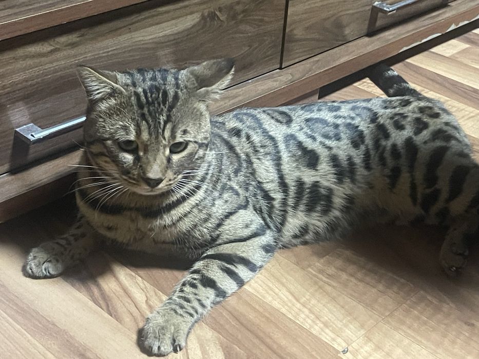 Бенгальский кот продается.
