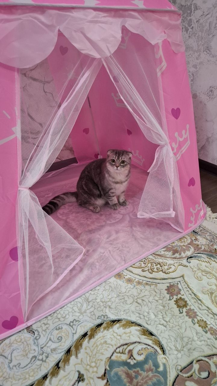 Скоттиш Фолд - британец 2 месячные