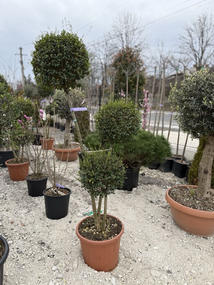 Plante ornamentale-palmier/maslin/euonymus/pin tija/photinia/cedru