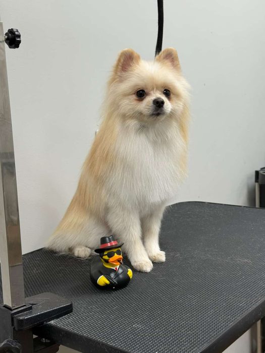 Вязка немецкий цверг шпиц