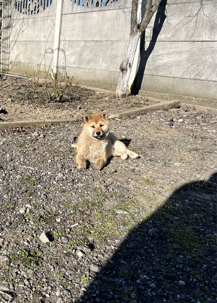 Shiba inu cu pedigree