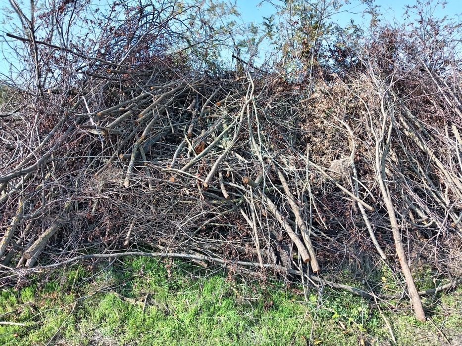 Дървесина дърва клони