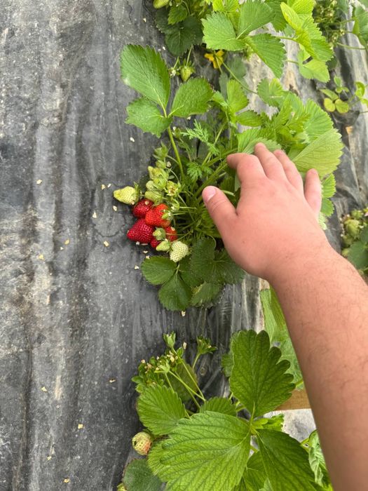 QULUPNAY KO‘CHATLARI — O‘zingni bog‘ingda bahor keltir!