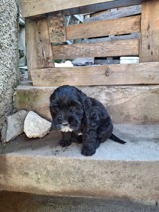 Малки логото с кокер