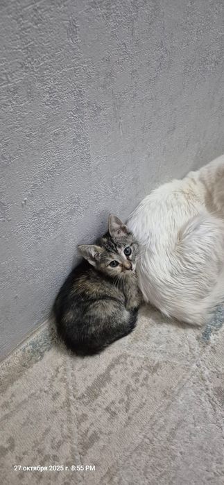 Отдам  котят в добрые руки