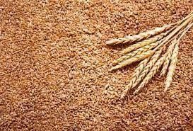 Se vinde grau 0,9 lei per kg