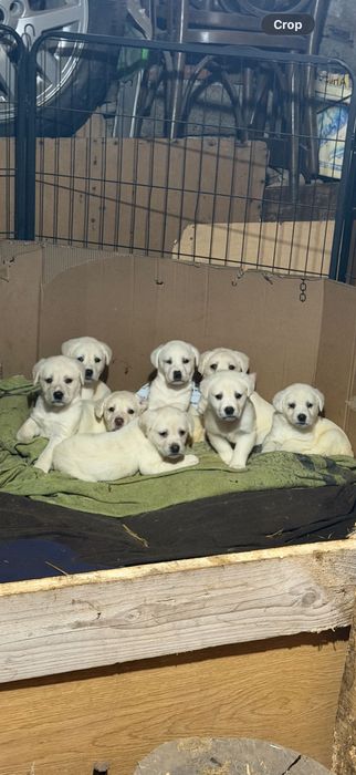 Продавам кучета Лабрадорчета мъжките 300лв,женските 200лв.