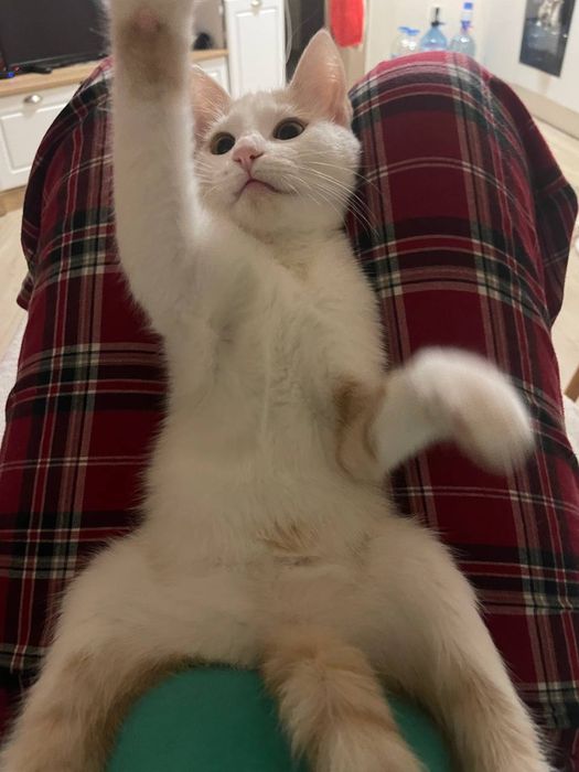 Търси се семейство за бяло котенце !!!