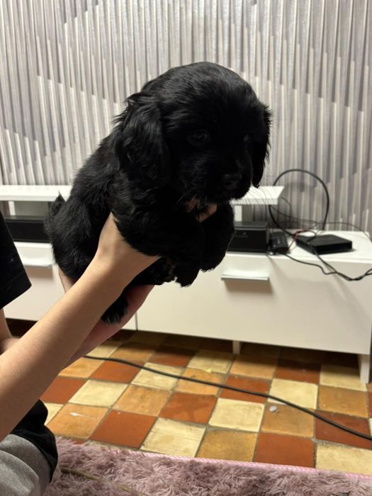 Щенки помесь продаю