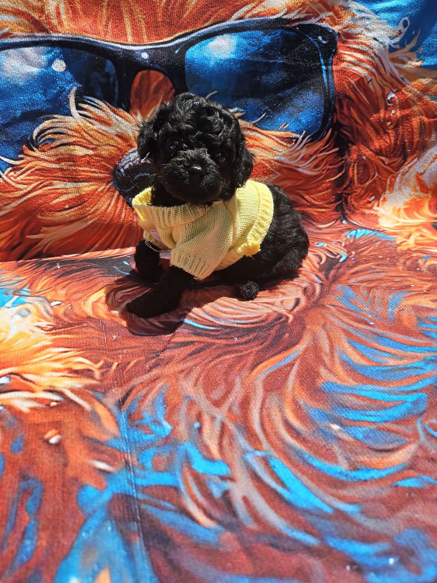 Пудел той/Toy poodle/100% той с родословие