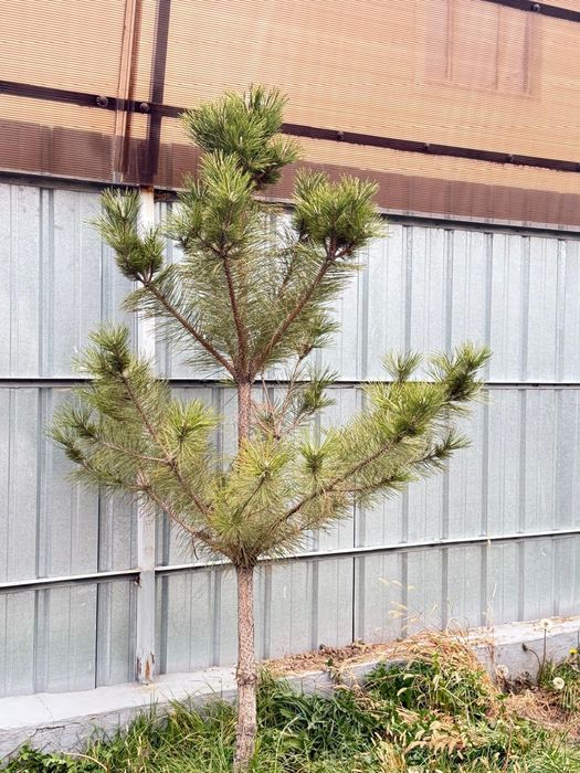 Продам сосну красотку