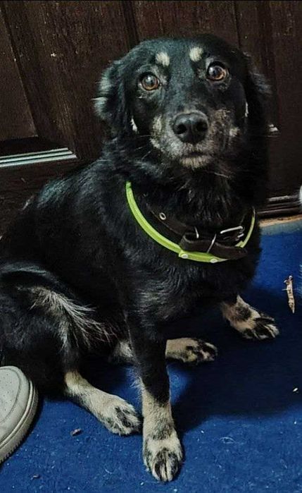 Собака, собачка, щенки, ит, кучук