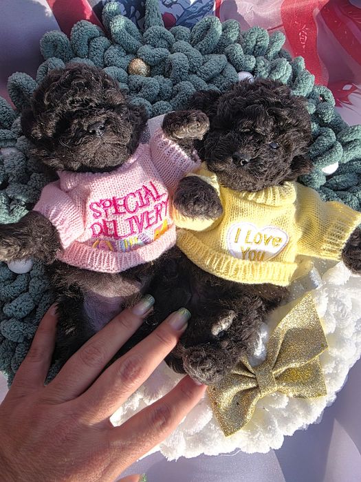 Пудел той сиви с документ за произход