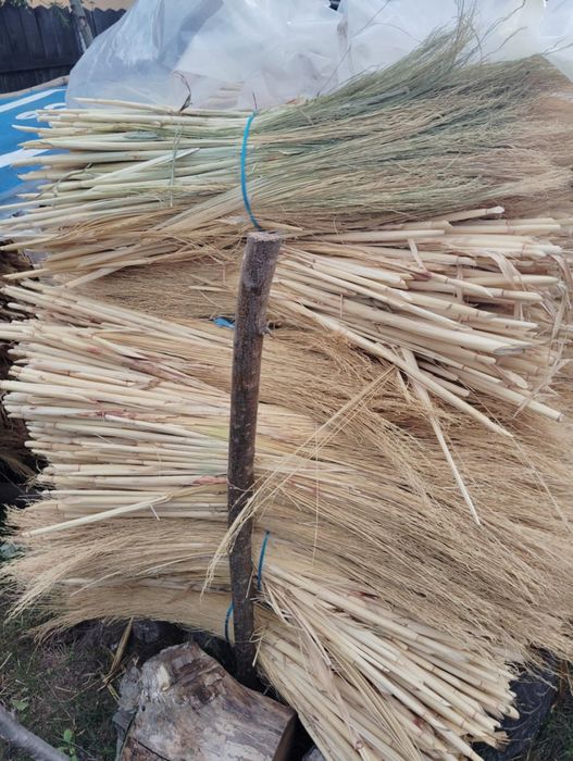 Vând sorg/ tătarcă de anul ăsta