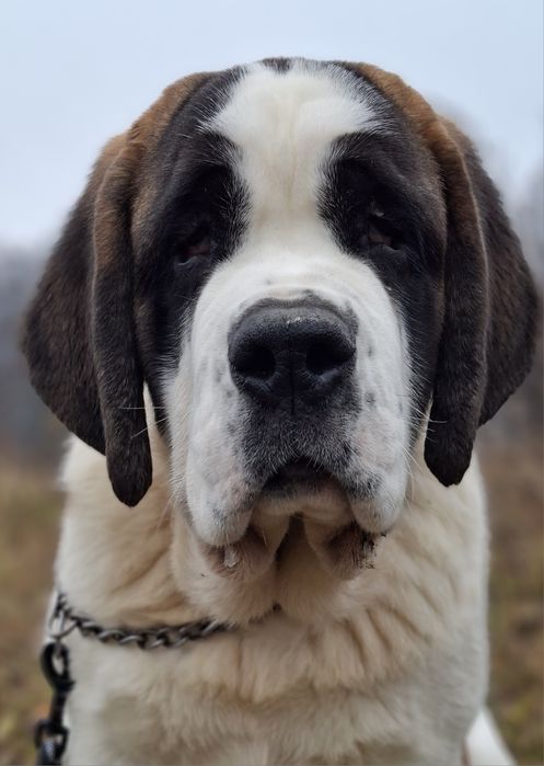Femela de Saint Bernard cu Pedigree