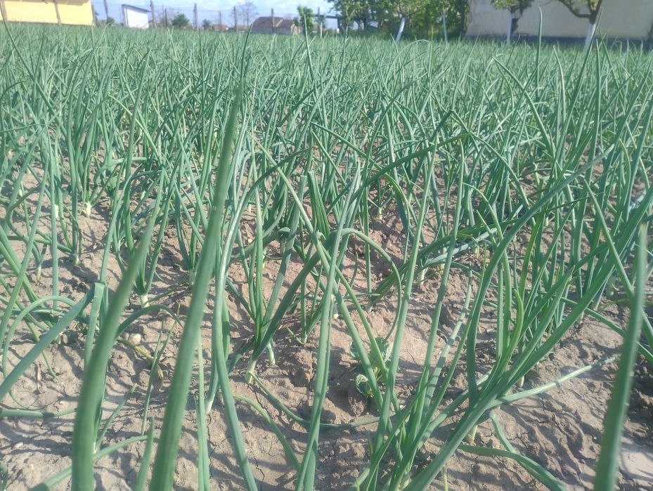 Vând ceapă verde 1,5 lei legătura