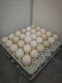 Яйца за люпене от патици