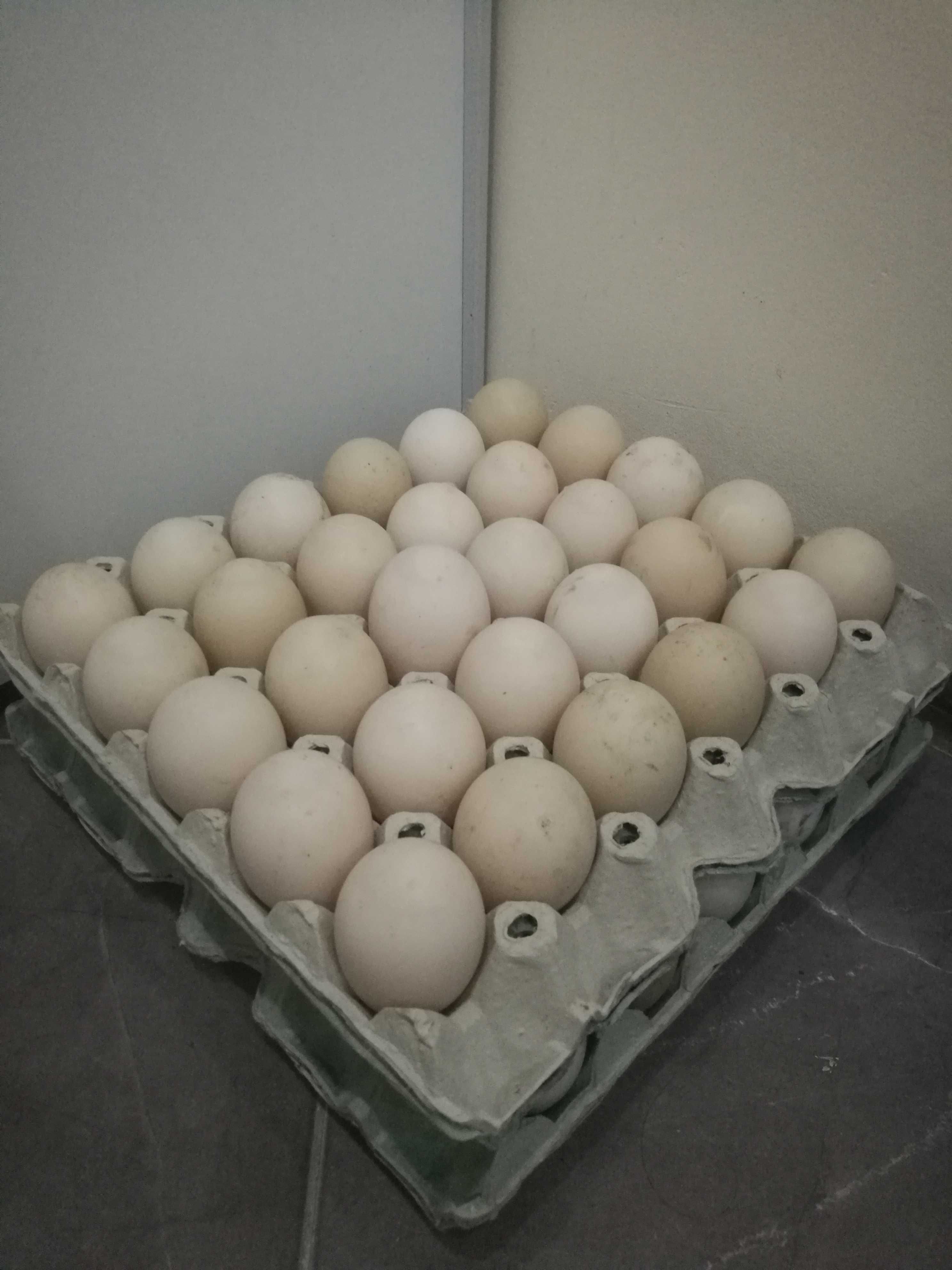Яйца за люпене от патици