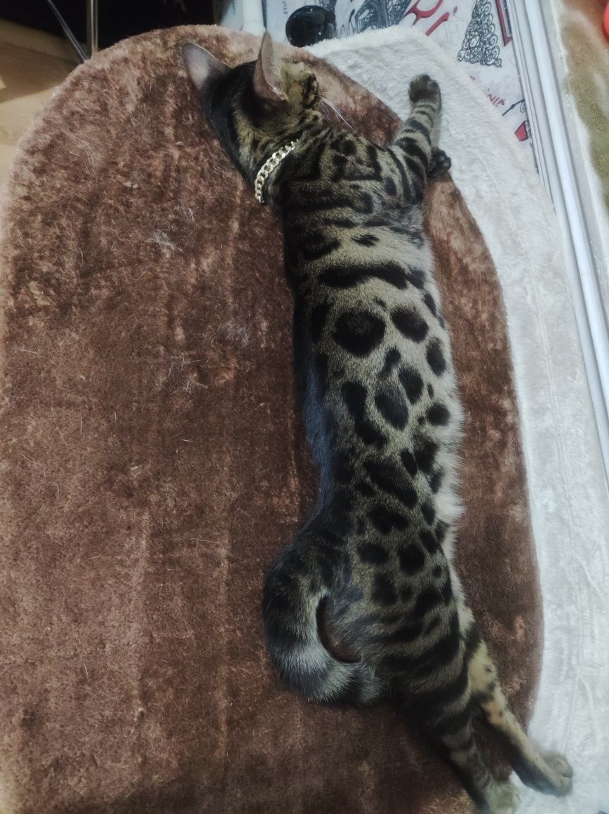 Бенгальская кошка кизбола
