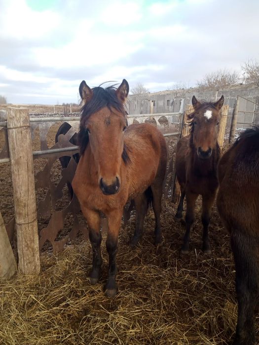 Продам лошадей 5голов.