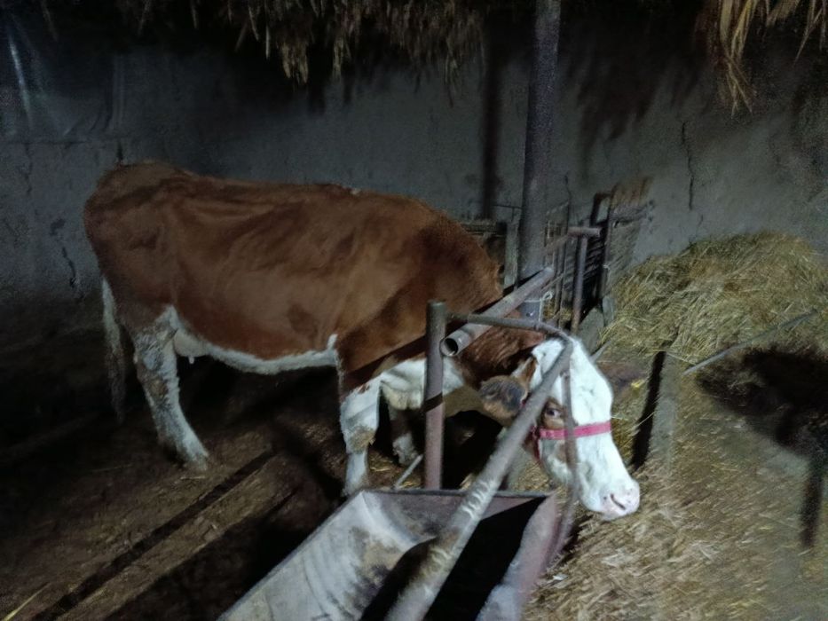 Сигир сотилади  без бола. Сут 16л