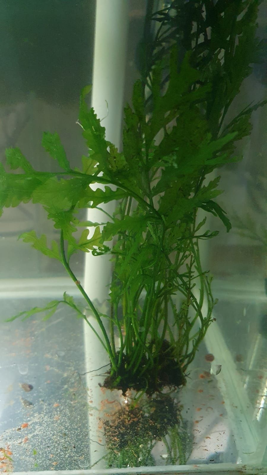 Plante de acvariu