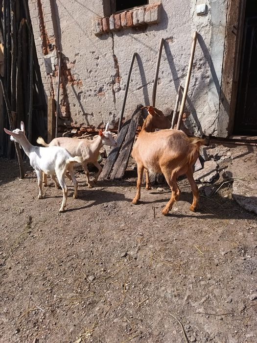 Capre si Iezi de vânzare
