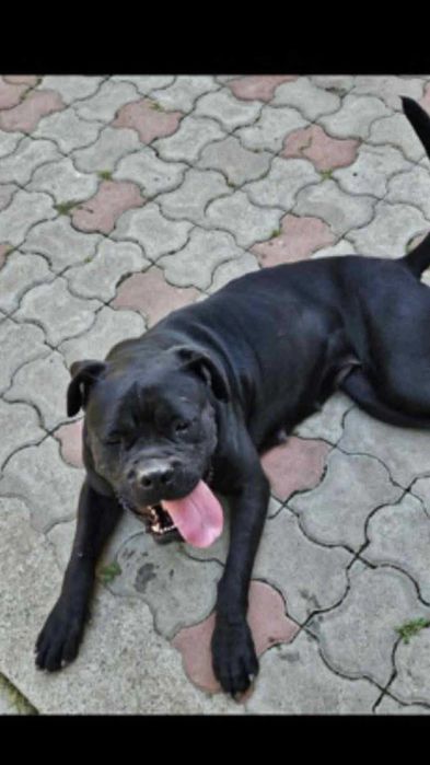 femela cane corso