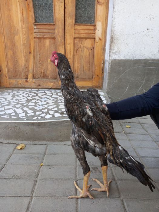 Dakan joja sotiladi sisarka