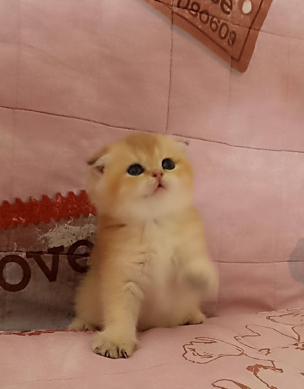Котята золотой шиншила 1 мец