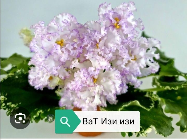 Продаются листики фиалок на срез