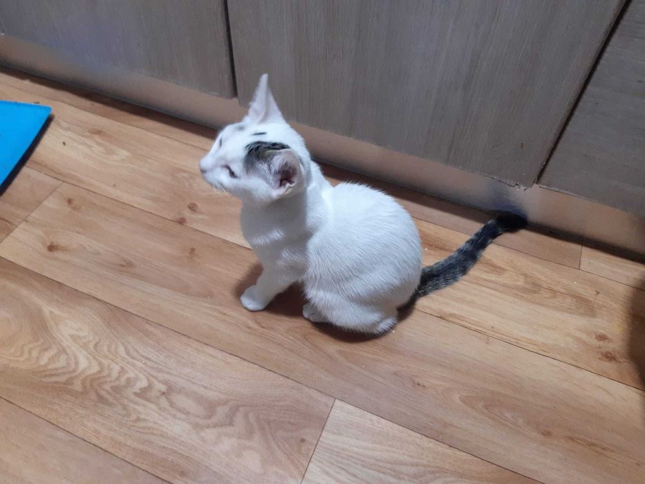 Donez pui pisici de 3 luni