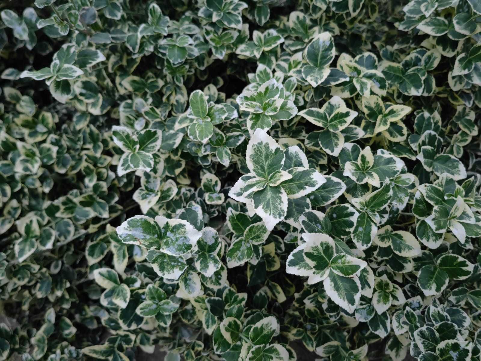 Vând plante euonymus gayeti