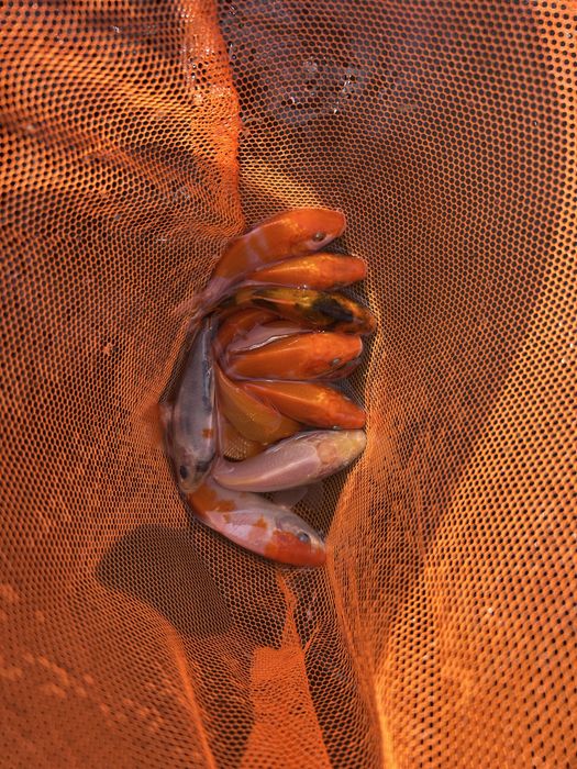 koi puiet 6-10 cm