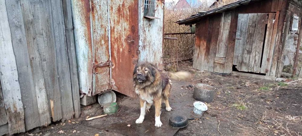 Собака ищет домик