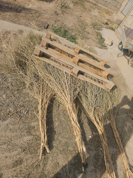 Дала сыпыртқы сатылады