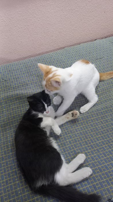 Котята 3 месяца!!!