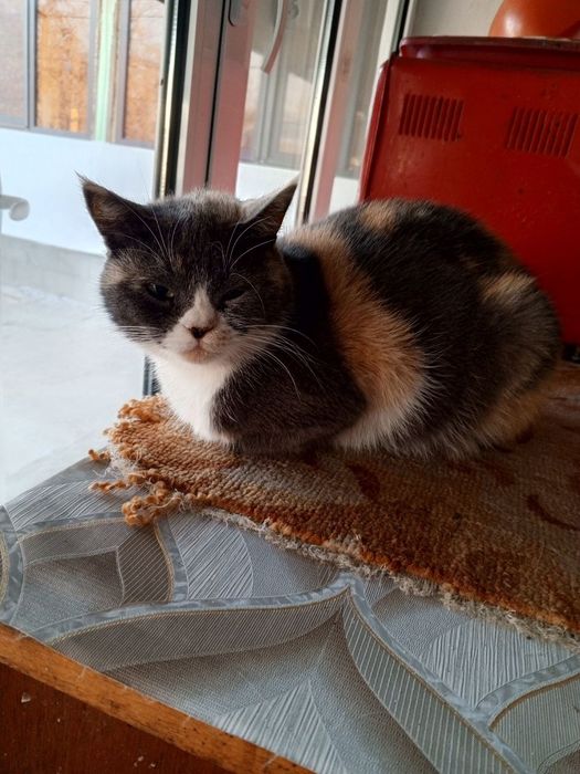 Подарю котят полуперсы в добрые руки