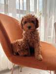 Той Пудел / Toy Poodle