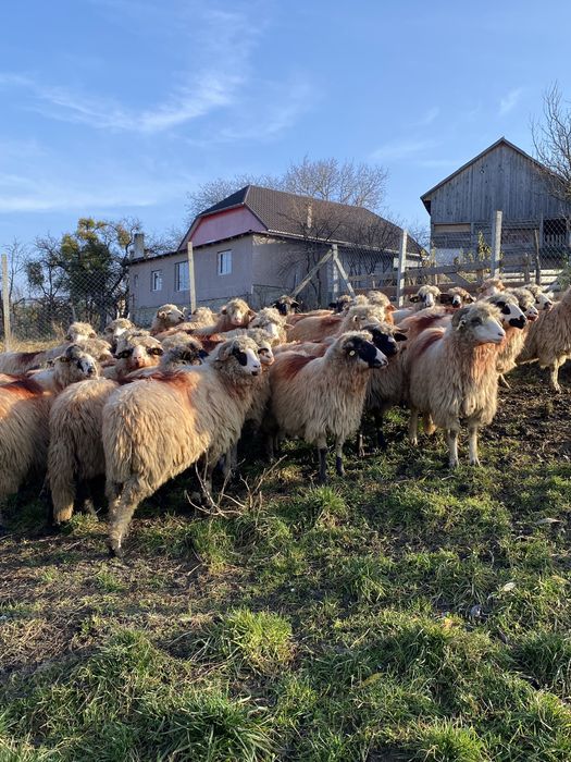 Vand oii bune de tinut