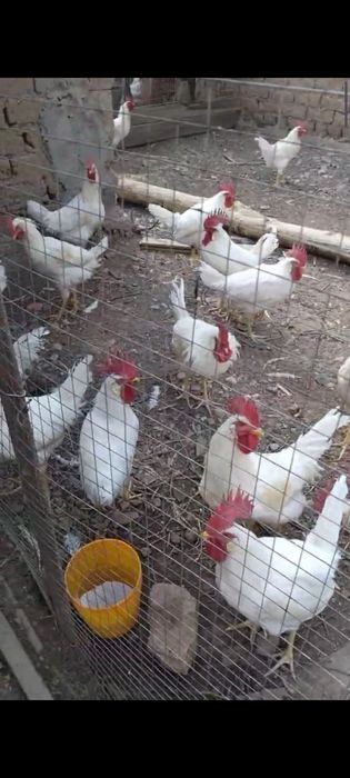 Домашние Петушки Уй хурозлари