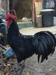 Cocoși australorp