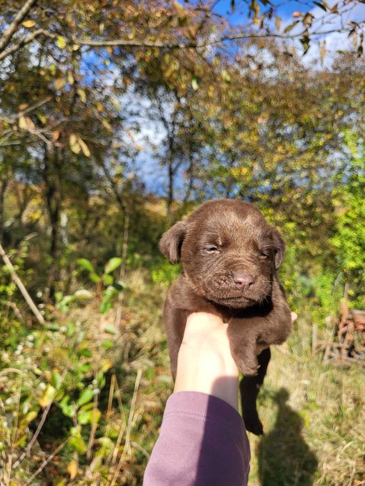 Pui de câine maro si negru