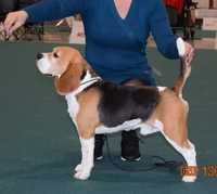 Mascul beagle cu Pedigree