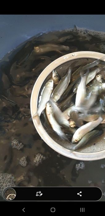 Puiet crap ten fitofag