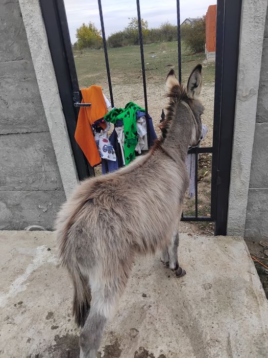 Vând un pui da magar