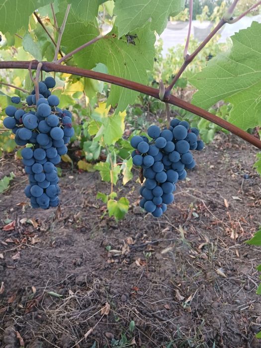 Vând struguri de vin